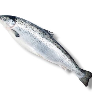 1 KG ÇİĞ YERLİ SOMON