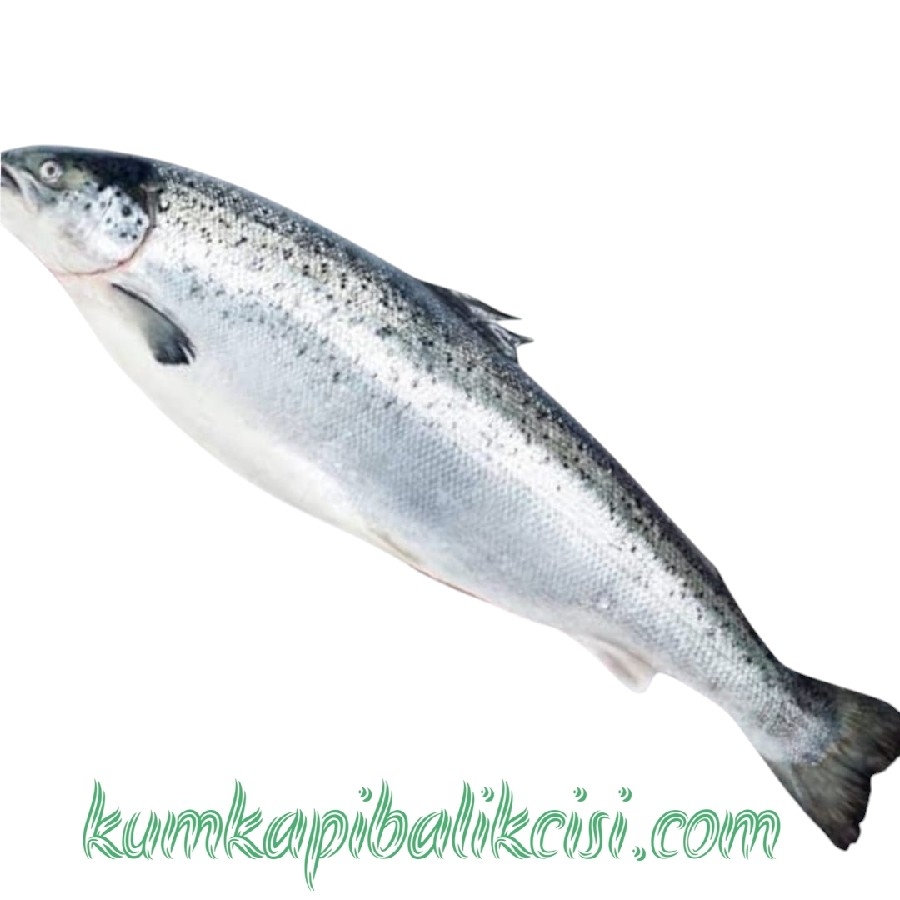 1 KG ÇİĞ YERLİ SOMON