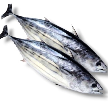 1 KG ÇİĞ  PALAMUT