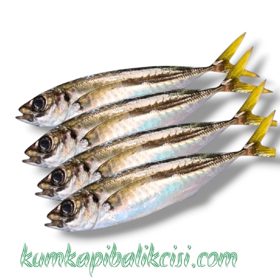 1 KG ÇİĞ İSTAVRİT