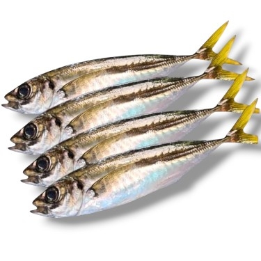 1 KG ÇİĞ İSTAVRİT