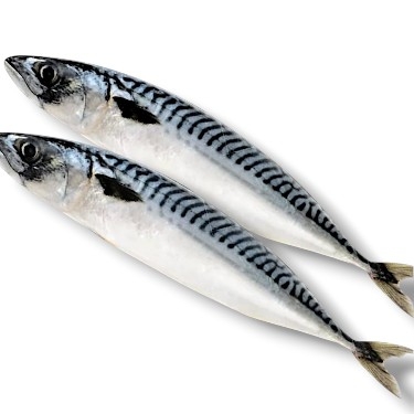 1 ADET ÇİĞ İTHAL PALAMUT