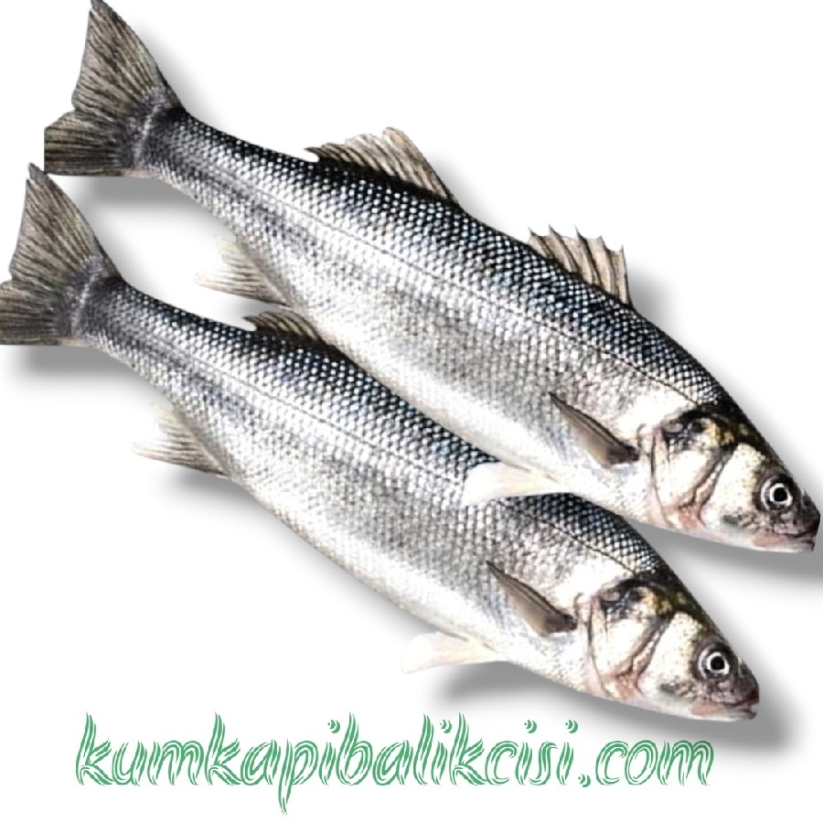 1,200 KG ÇİĞ DENİZ LEVREK