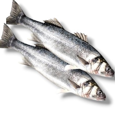 1,200 KG ÇİĞ DENİZ LEVREK