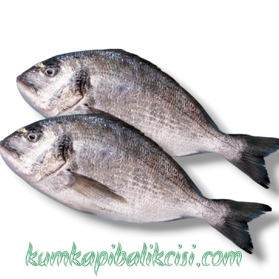 1 200 KG ÇİĞ DENİZ ÇİPURA