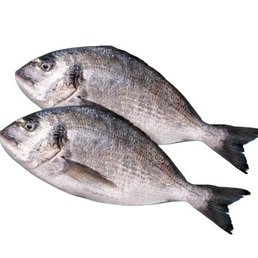 1 200 KG ÇİĞ DENİZ ÇİPURA