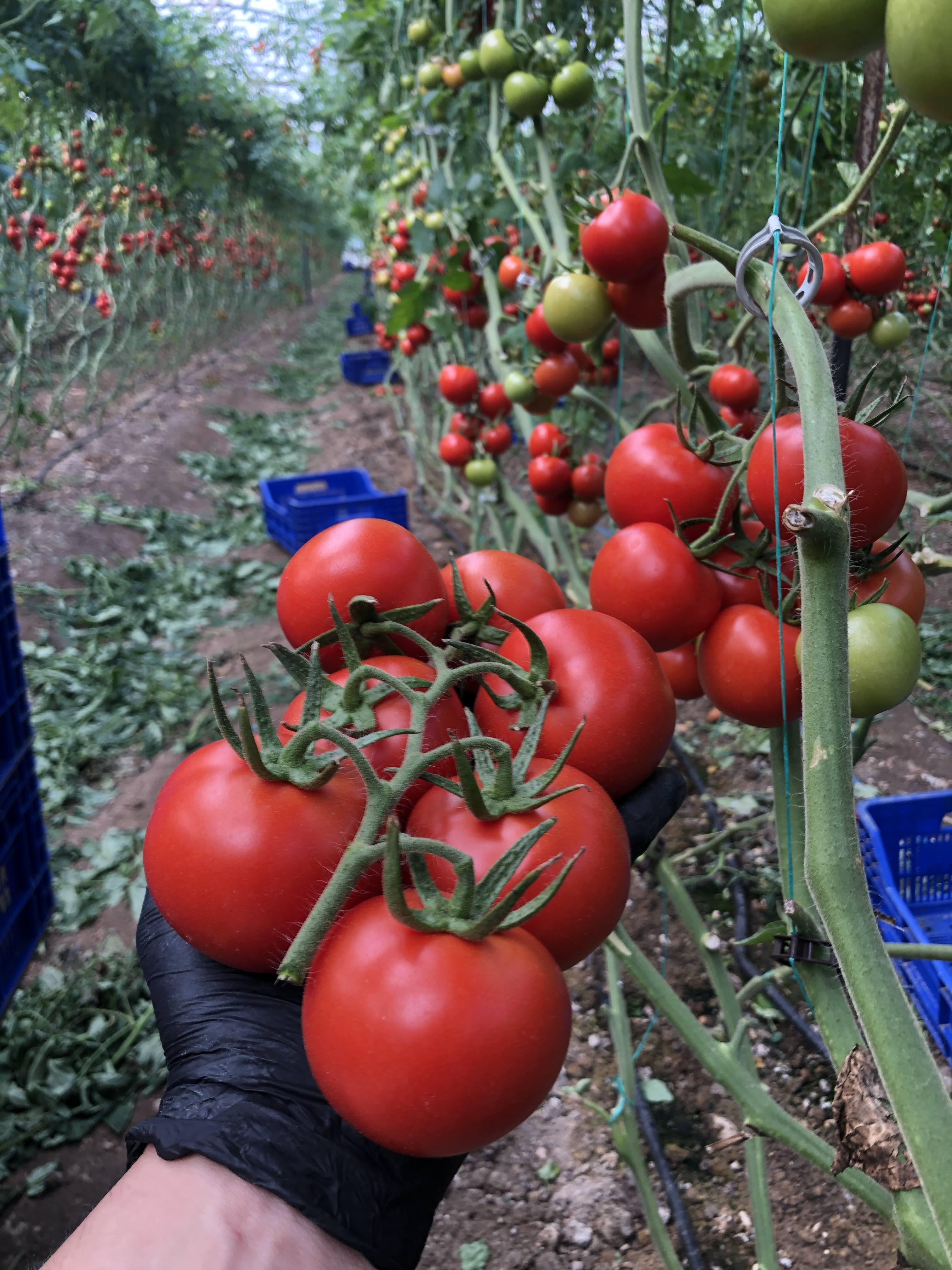 Dalından Sofraya Sebze Ne Demek?
