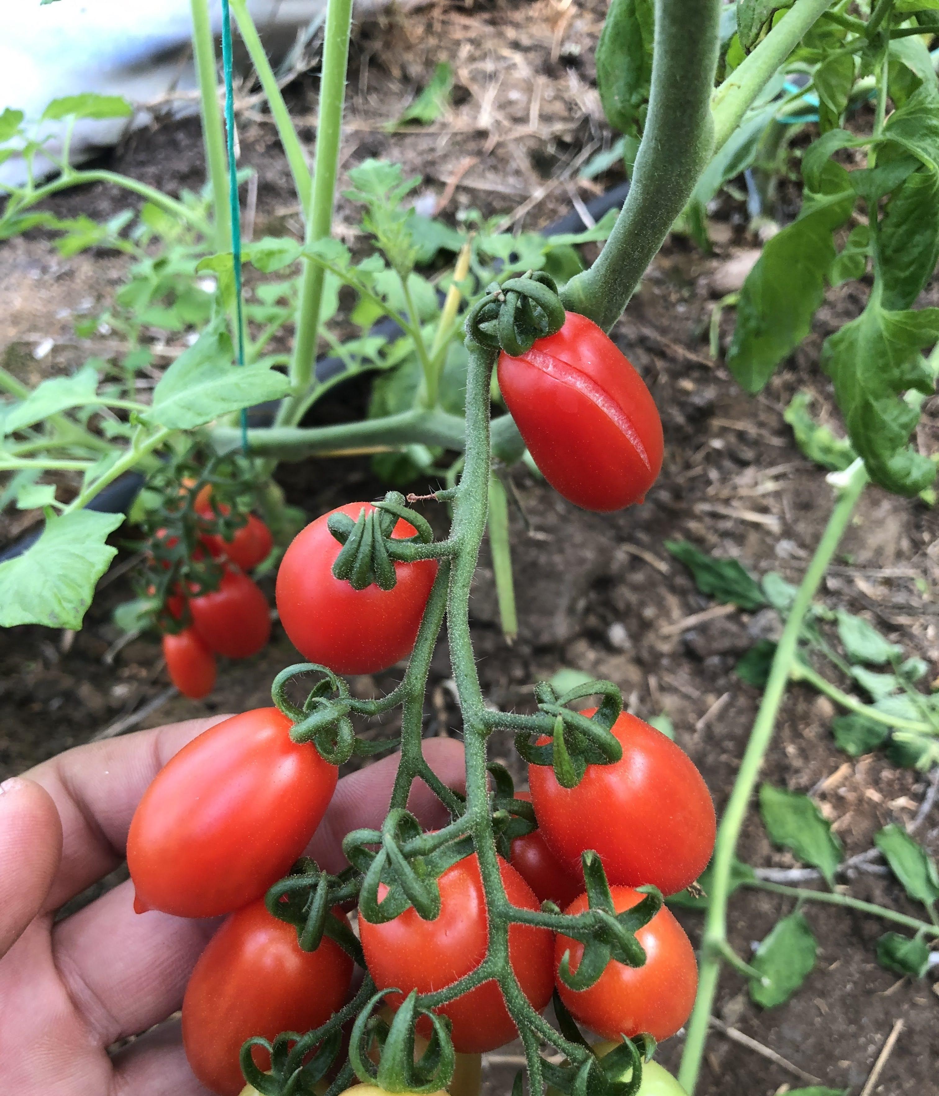 Demre’de Doğal Sebze Nasıl Yetiştiriyoruz?
