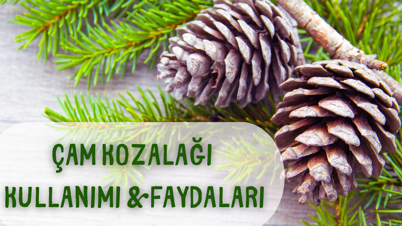Çam Kozalağı Kullanımı ve Faydaları