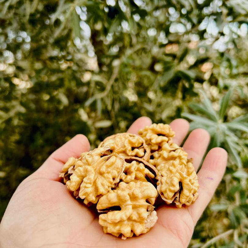 5 KG İnce Kabuklu Beyaz Ceviz + Ceviz Kıracak