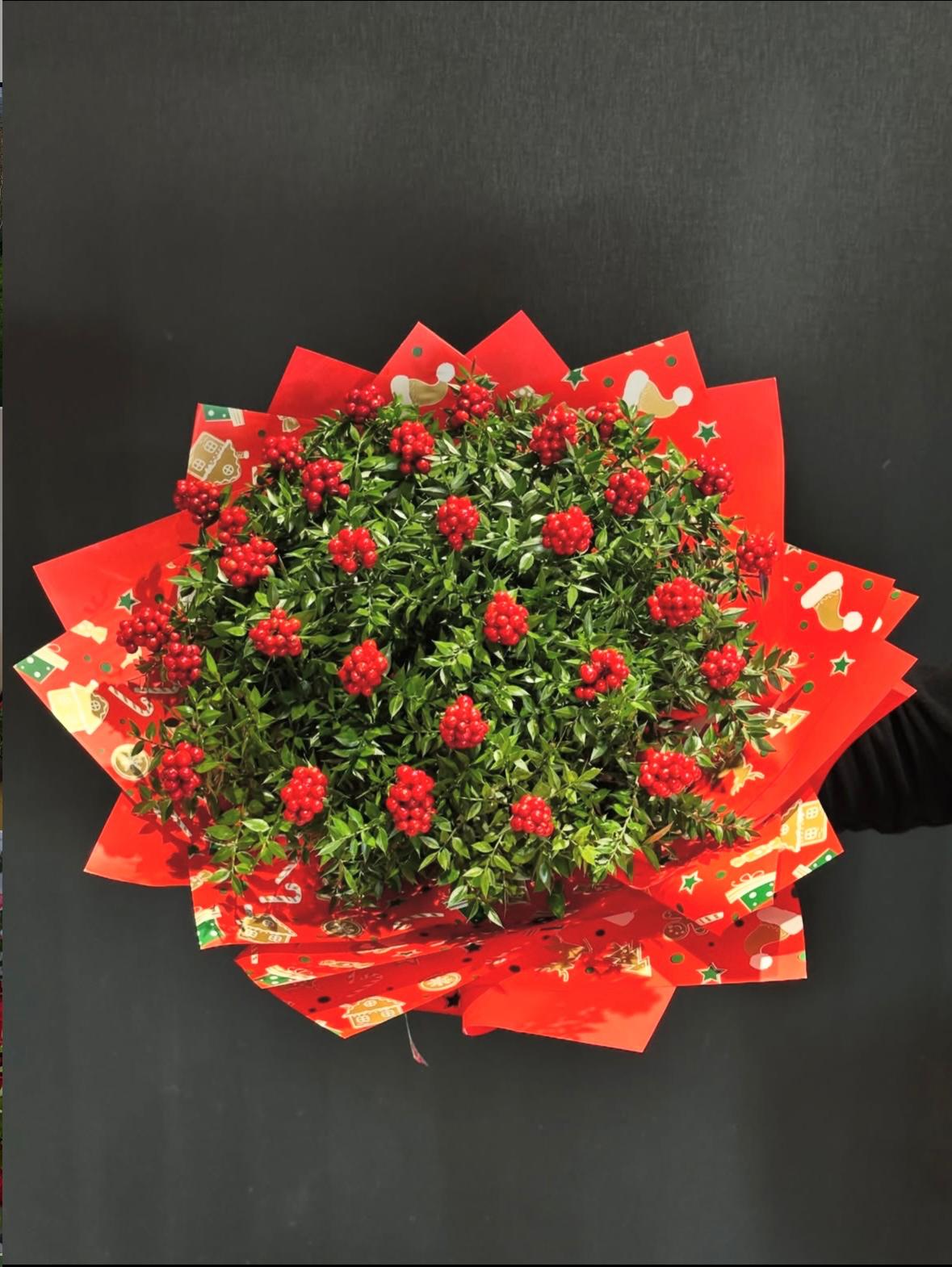 Kucak dolusu kokina çiçeği