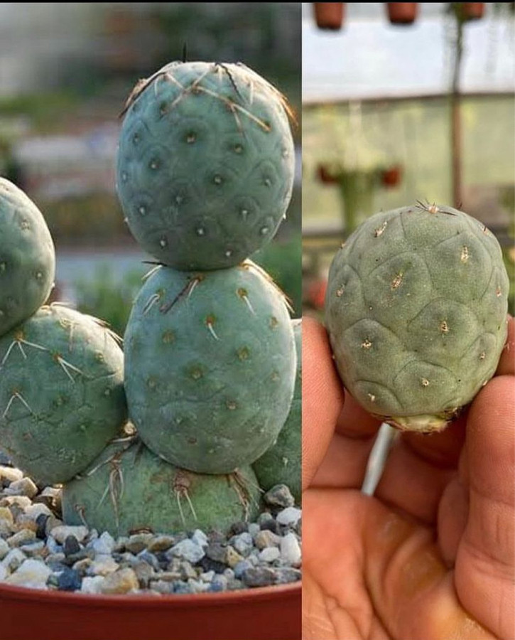 Tephrocactus