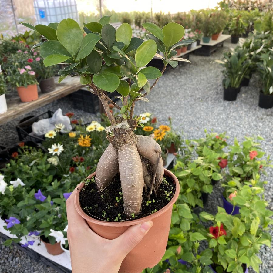 Bonsai