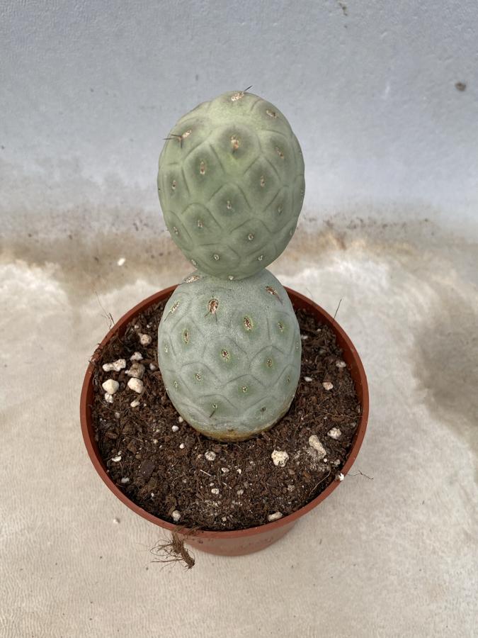 ✨ Tephrocactus Geometricus ✨