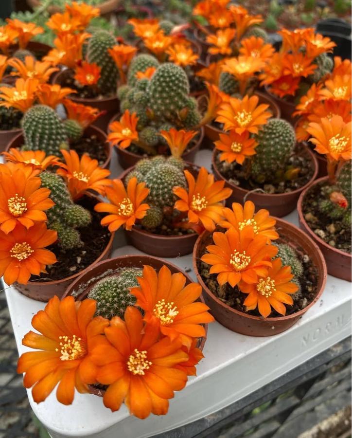 8,5cm saksıda rebutia