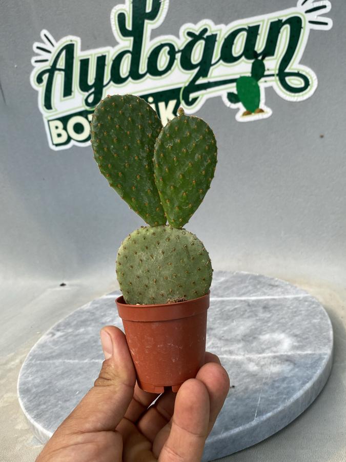 Opuntia