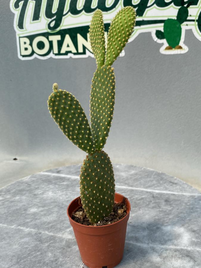 Opuntia
