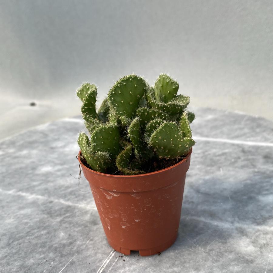 Opuntia Cristata