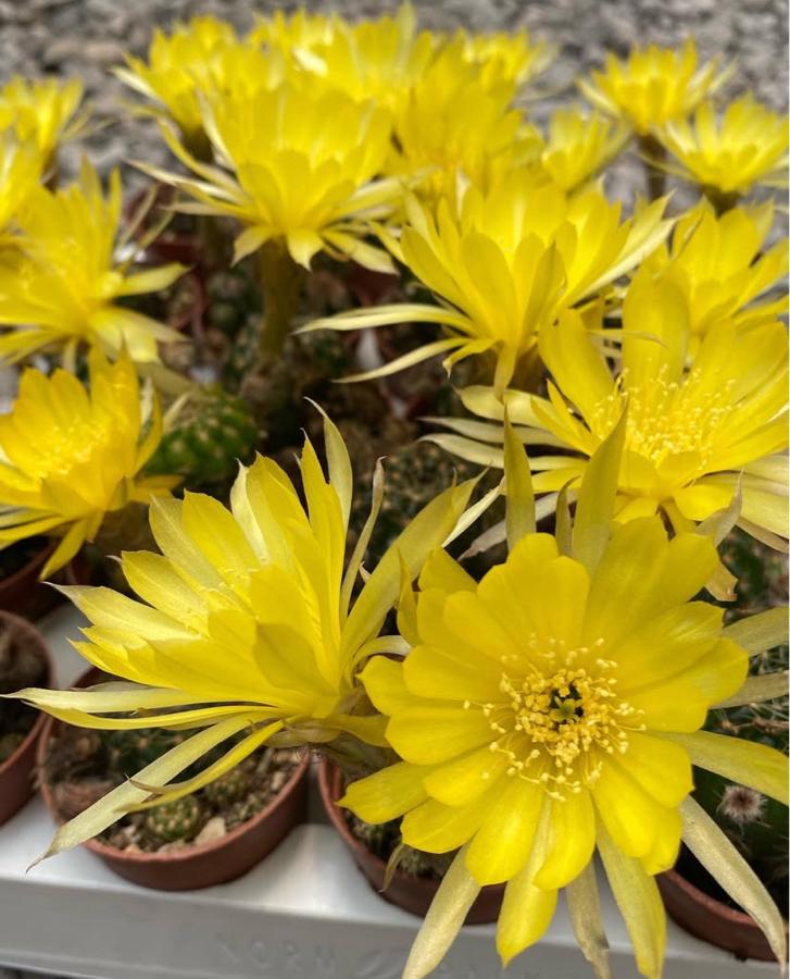 Rebutia