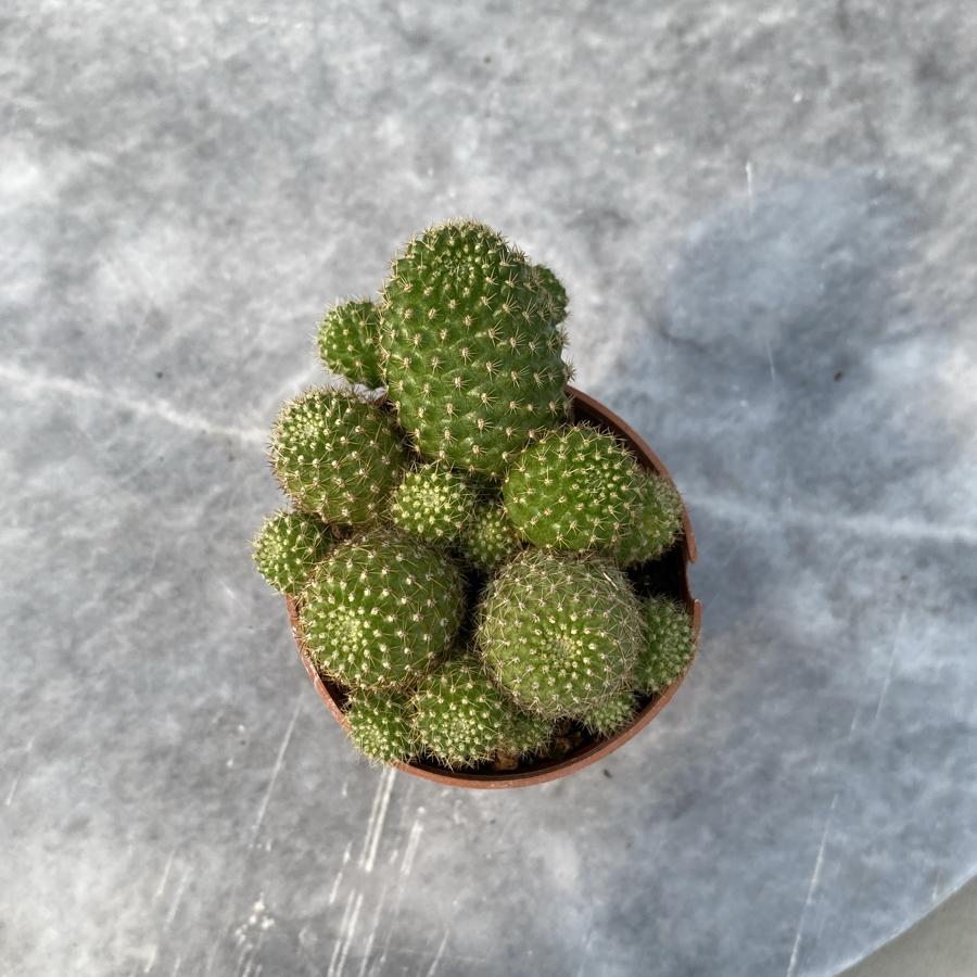 Rebutia