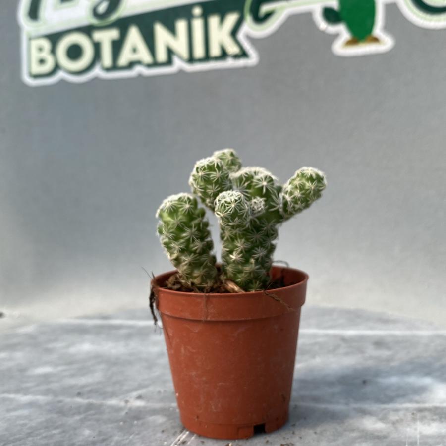 Mammilaria