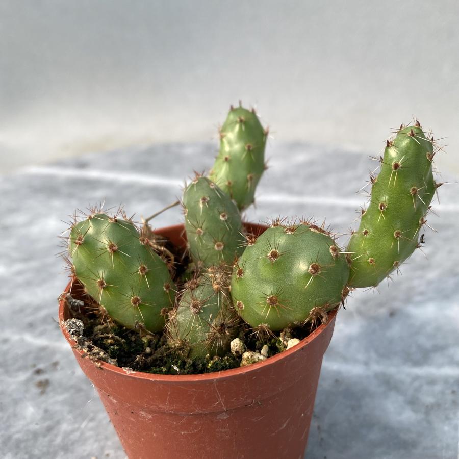Opuntia