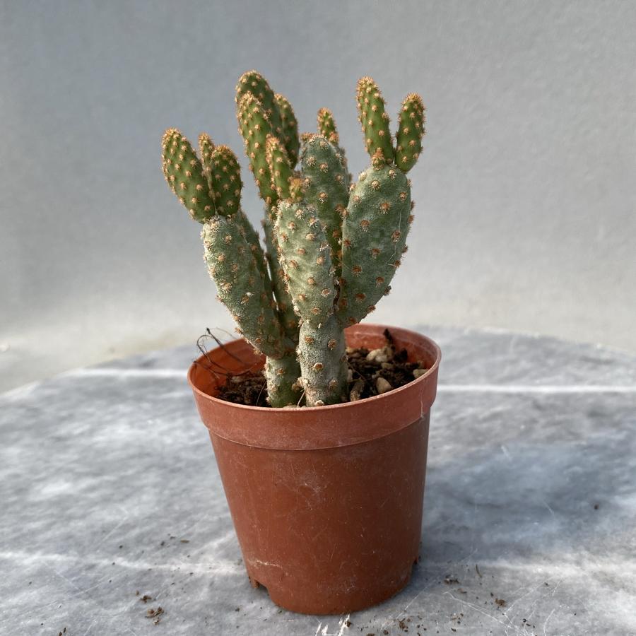 Opuntia