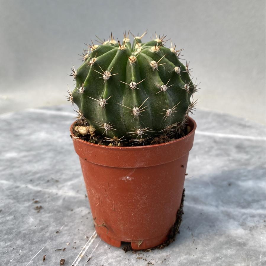 Echinopsis hibrit