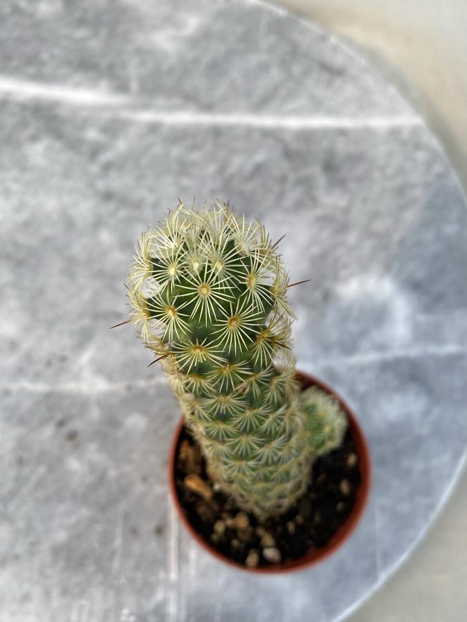 Mammilaria