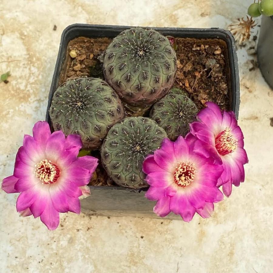 Rebutia