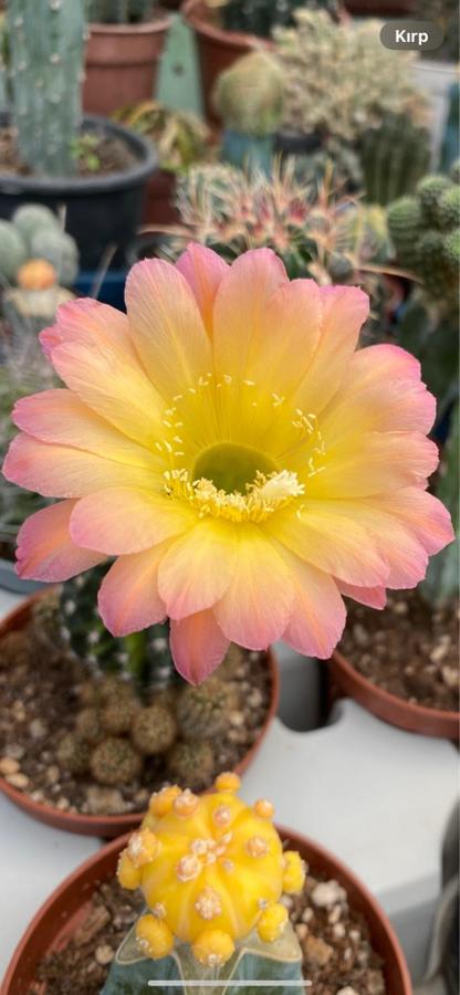 Echinopsis hibrit