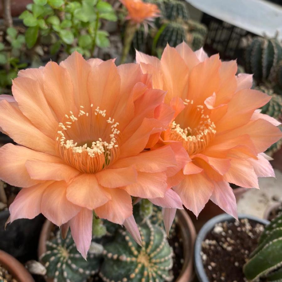 Echinopsis hibrit