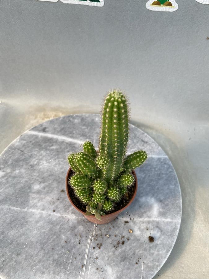 Echinocereus
