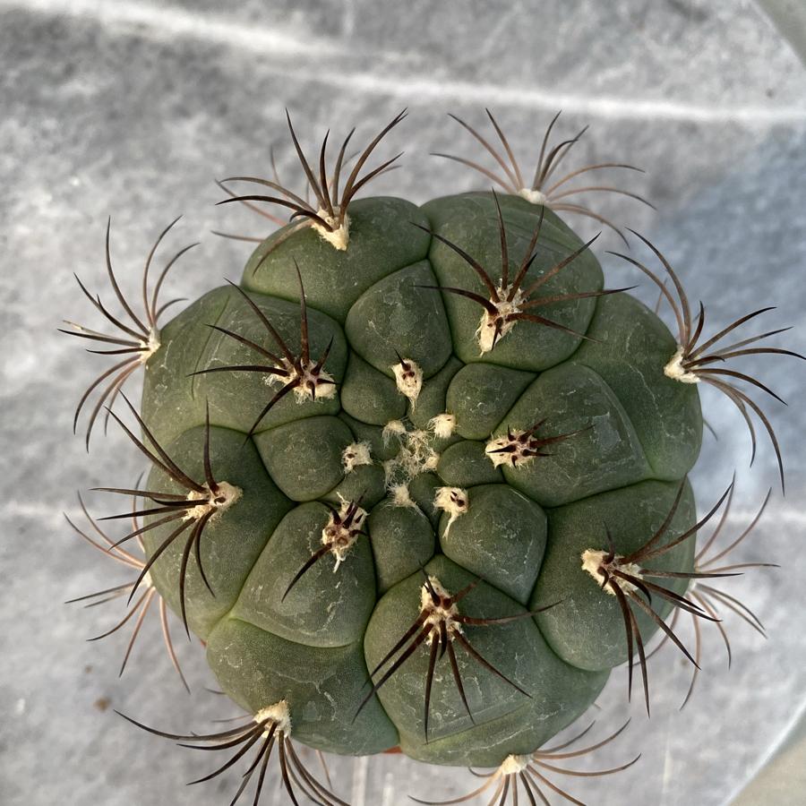 Gymnocalycium Pflanzii