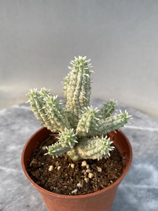 Euphorbia mammilaris veriegata