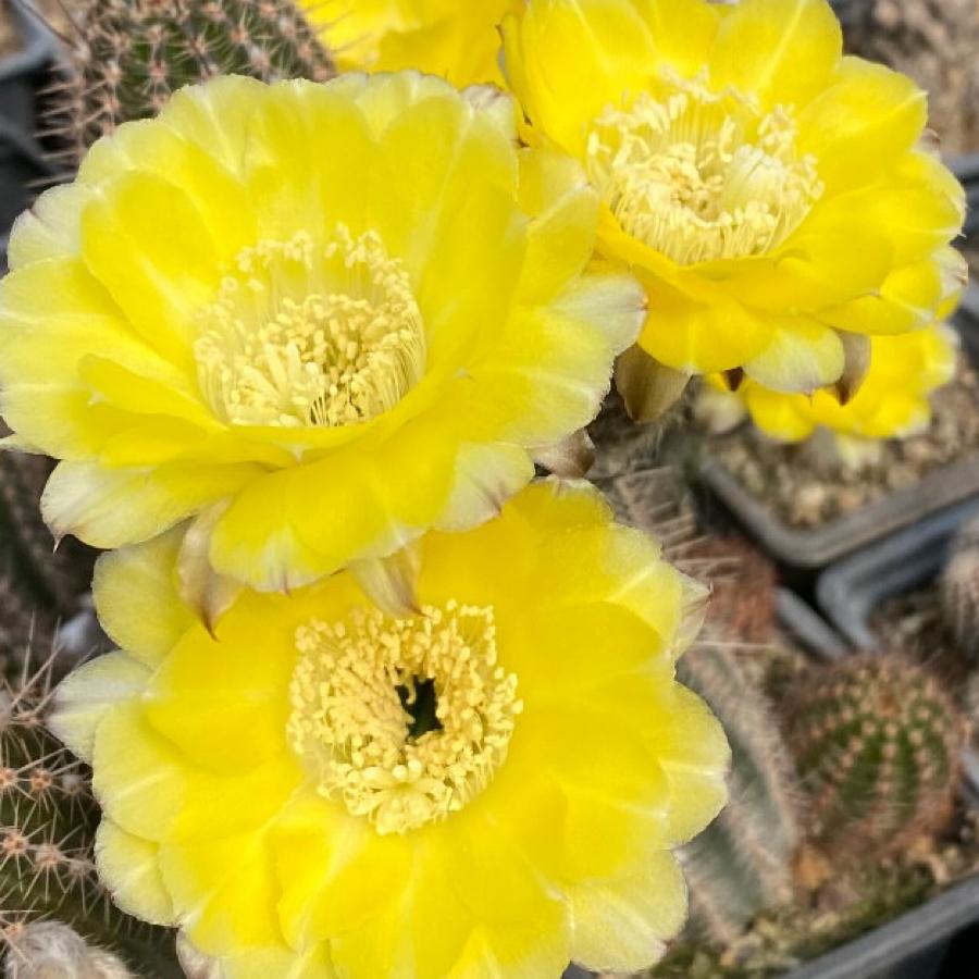 Echinopsis hibrit