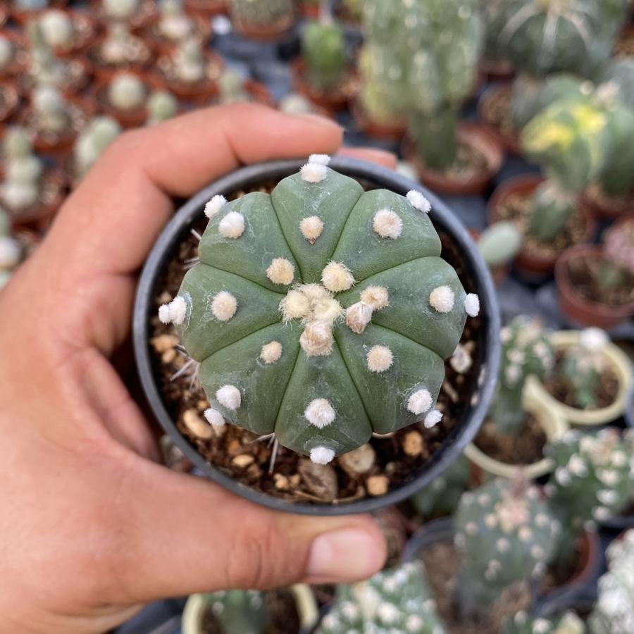 Astrophytum