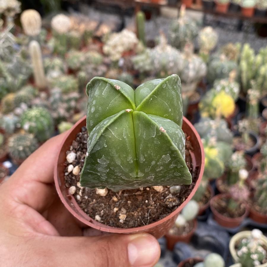 Astrophytum