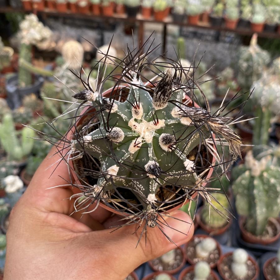 Astrophytum