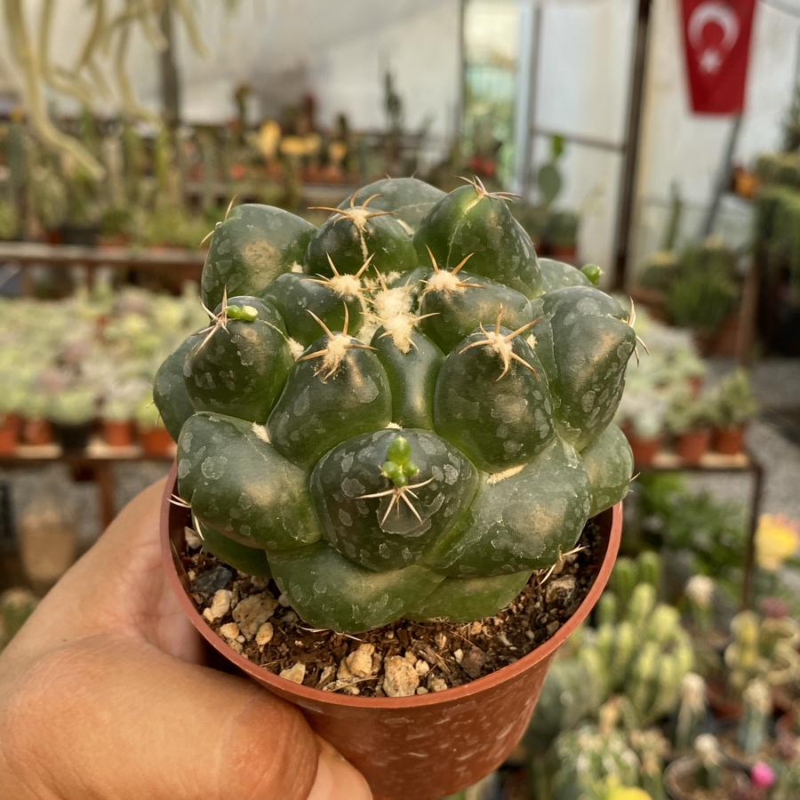 Coryhanta
