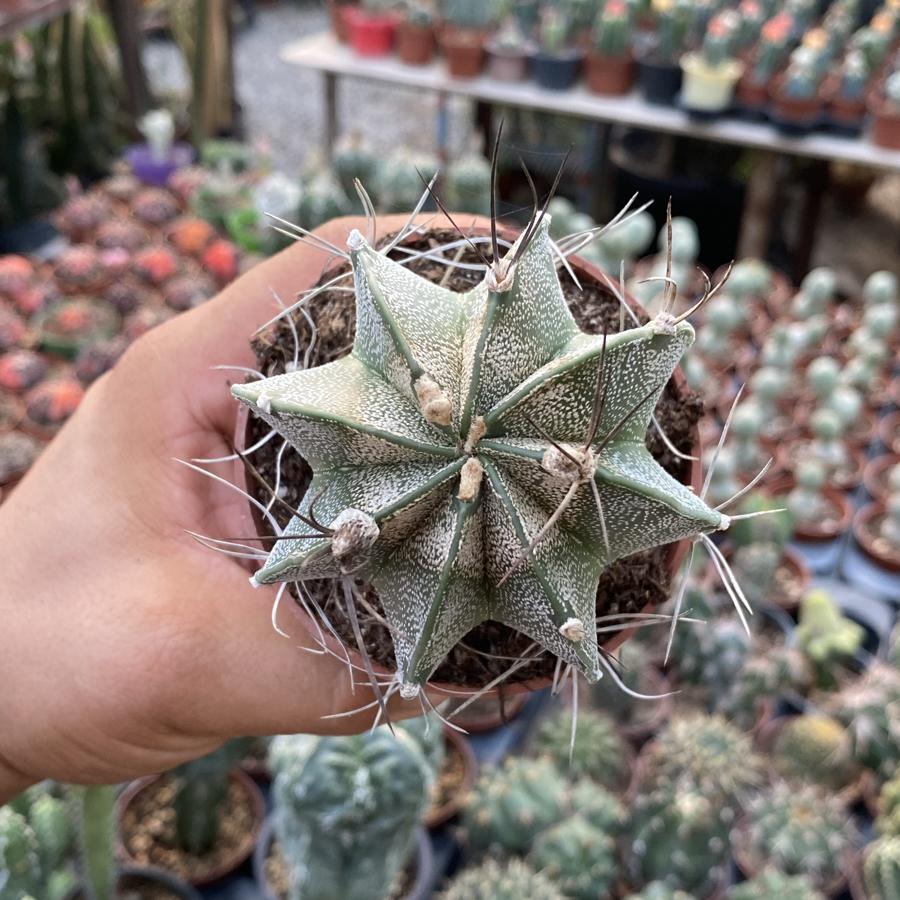 Astrophytum