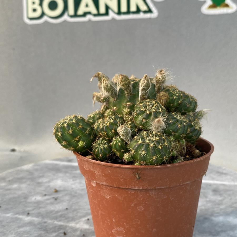 Rebutia