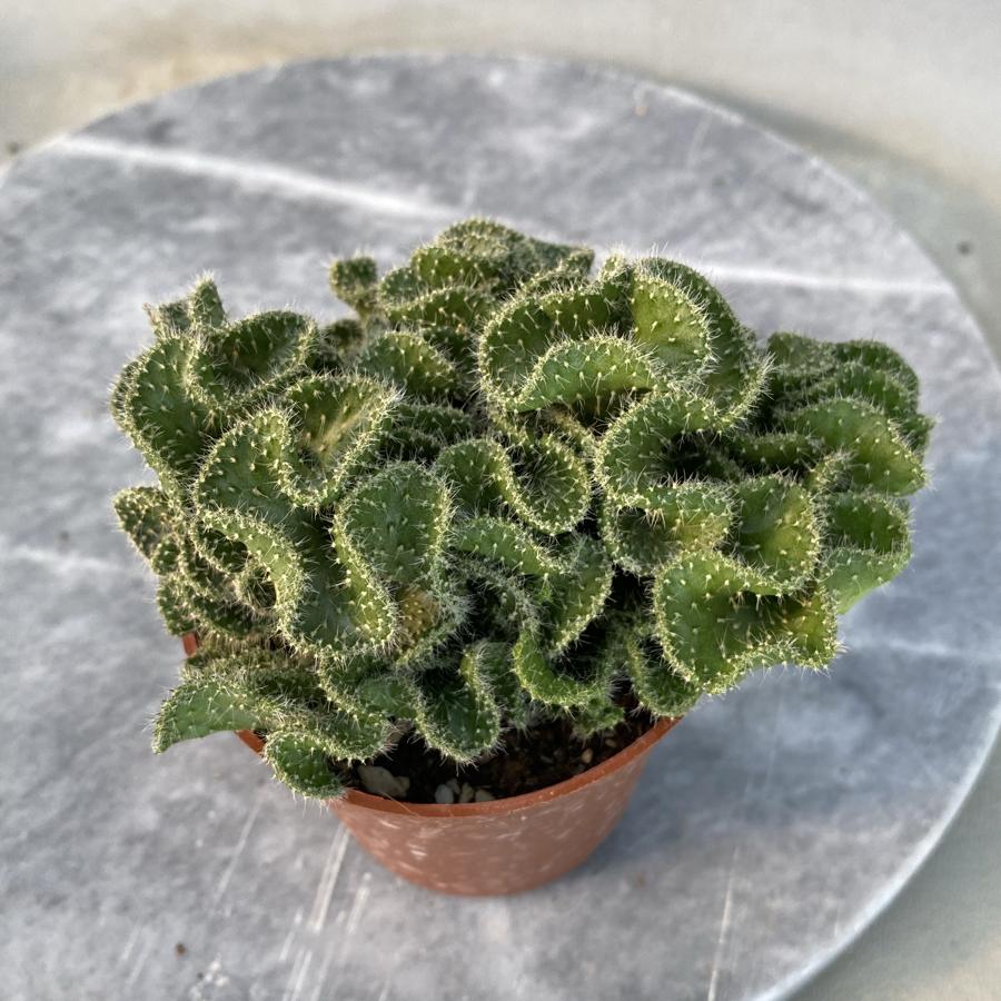 Opuntia cristata