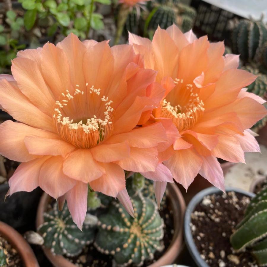 Echinopsis hibrit