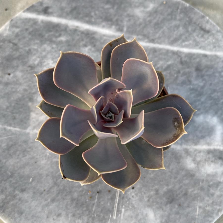 Echeveria