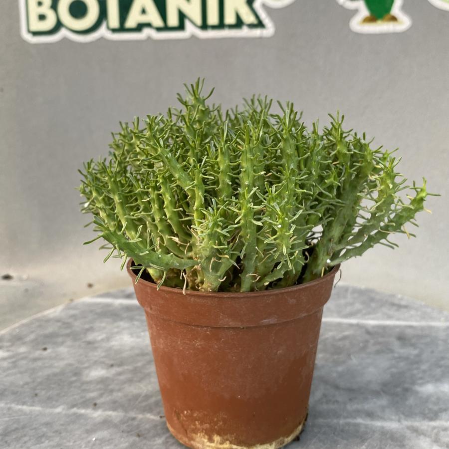 Euphorbia