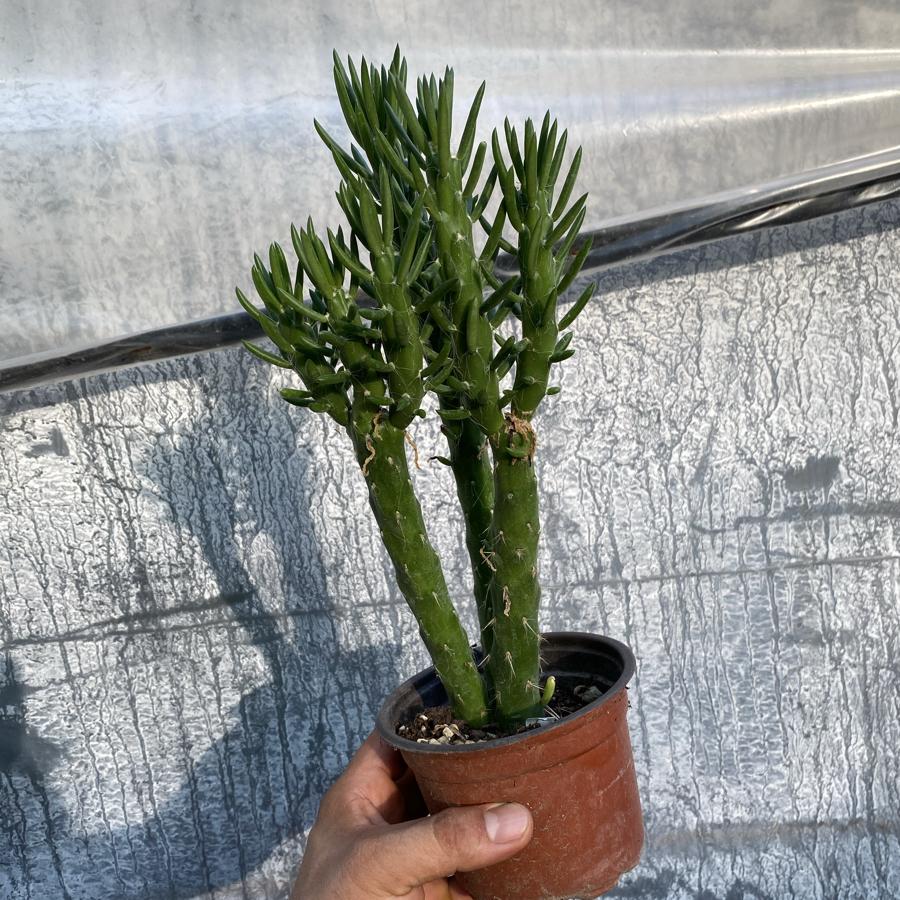 Opuntia subulata