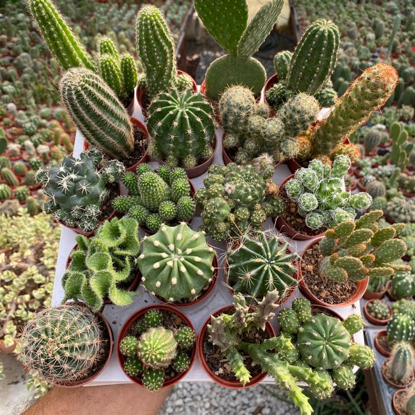 5.5cm saksıda mix kaktüs seti