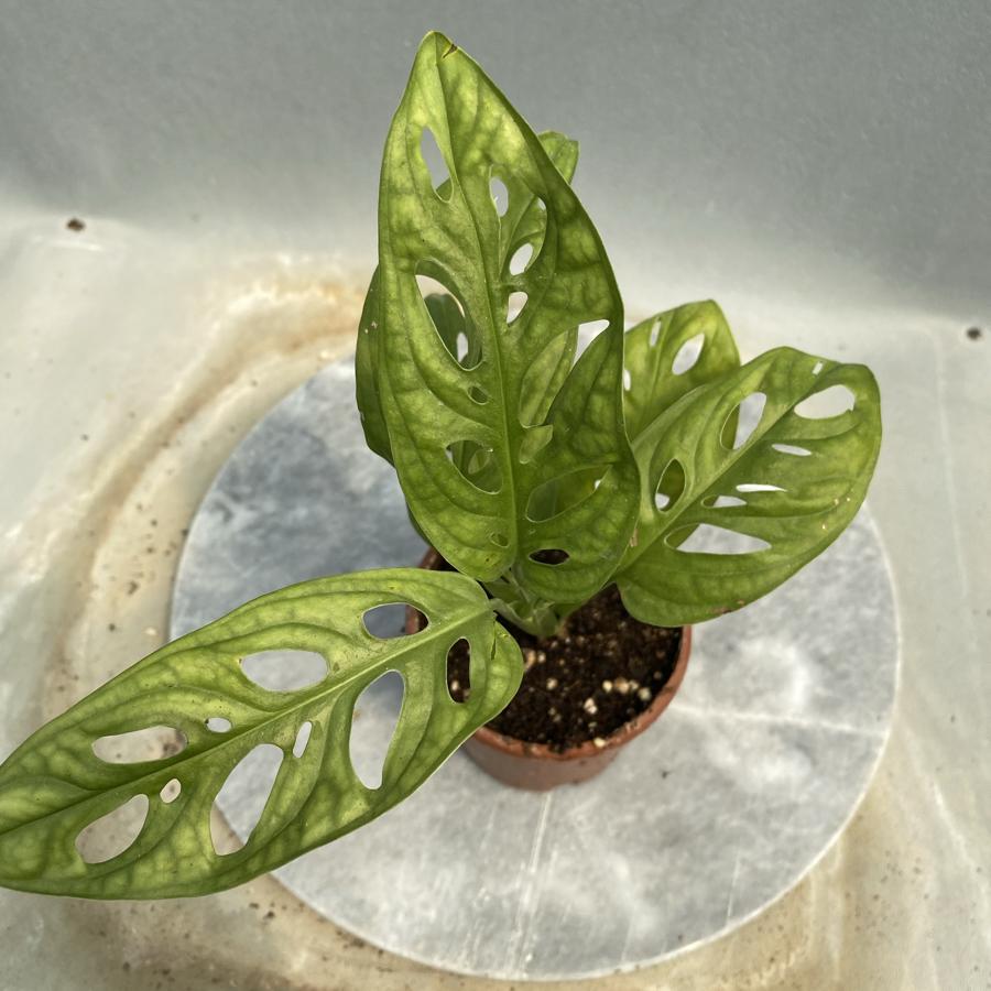 Monstera Monkey Mask