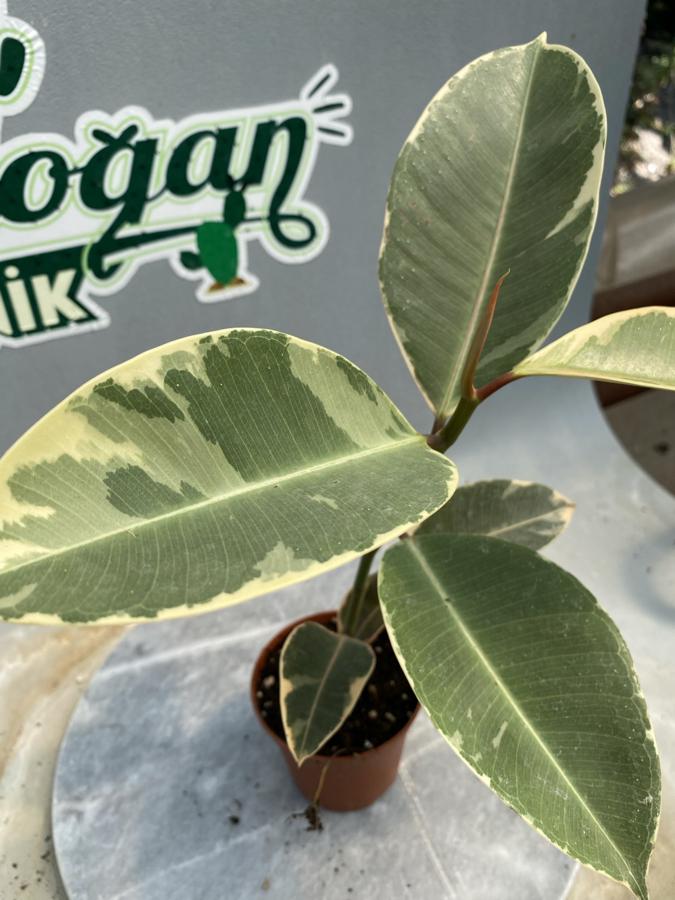 Ficus elastica